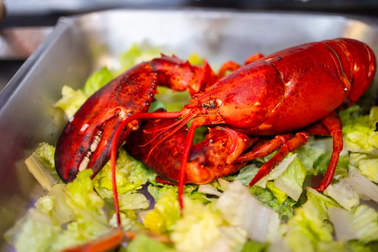 A lobster is sitting on top of some salad.